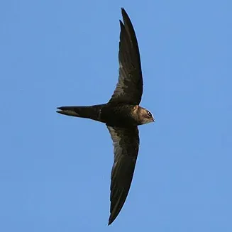 File:ApusBarbatus TrevorHardaker1.jpg