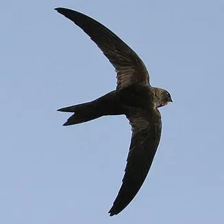 File:ApusBarbatus TrevorHardaker2.jpg