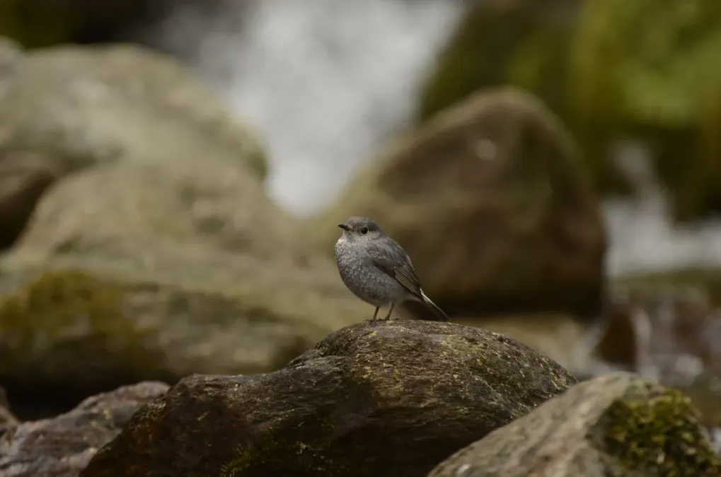 File:Plumbeous water redstart (Phoenicurus fuliginosus) Female from Uttarakhand JEG3413.jpg