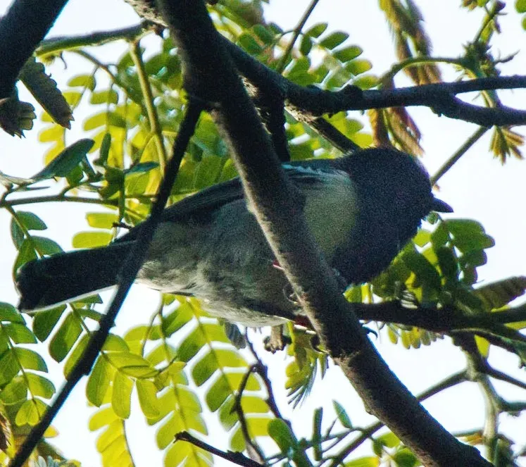 File:Melaniparus fasciiventer (cropped).jpg