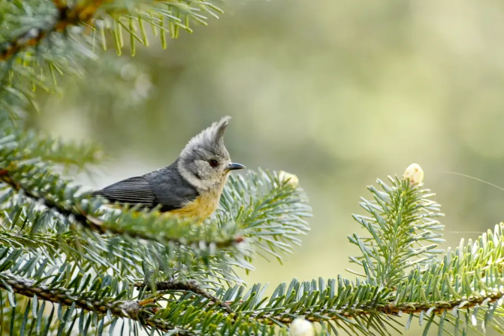 File:Grey crested tit (Lophophanes dichrous) from Uttarakhand JEG6003a.jpg