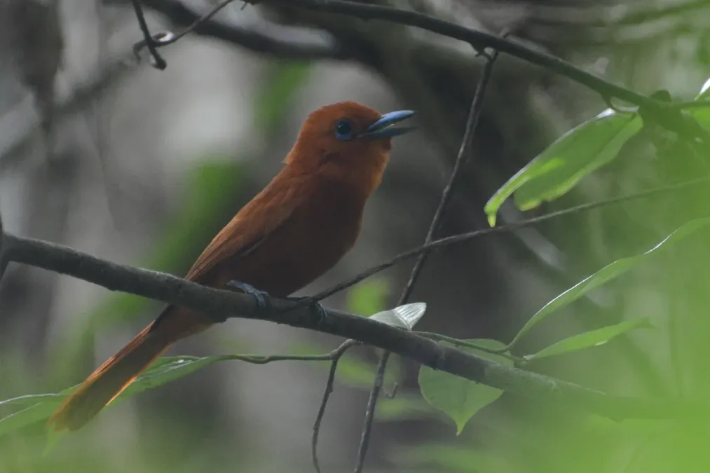 File:Terpsiphone cinnamomea - Salibabu Island (2).jpg