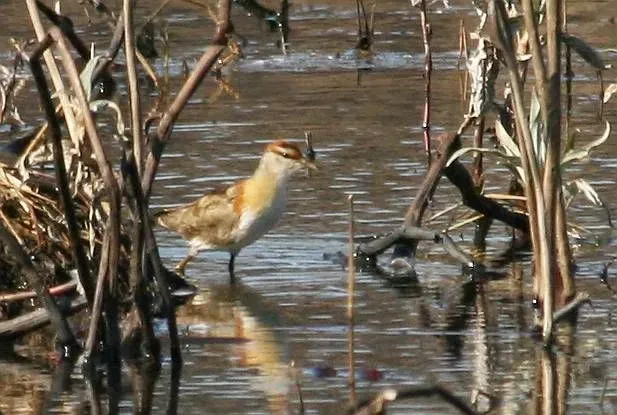 File:Microparra capensis.jpg