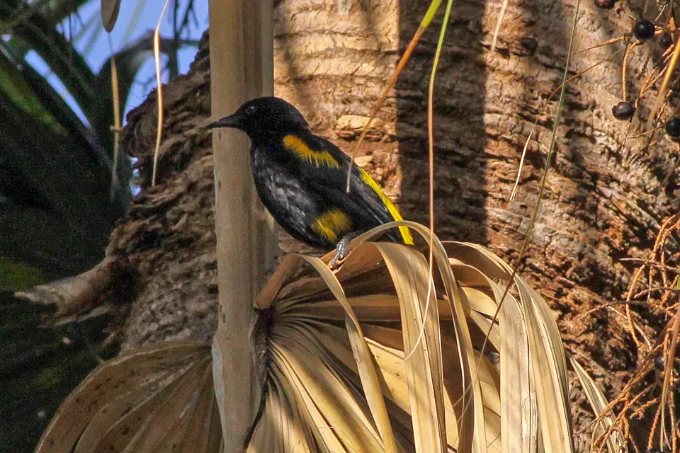 File:Icterus dominicensis.jpg