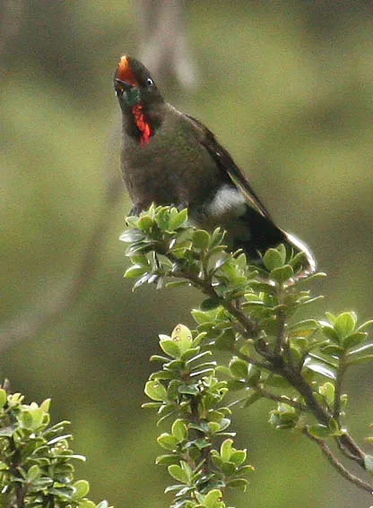 File:Rainbow-Bearded Thornbill (Chalcostigma herrani).jpg
