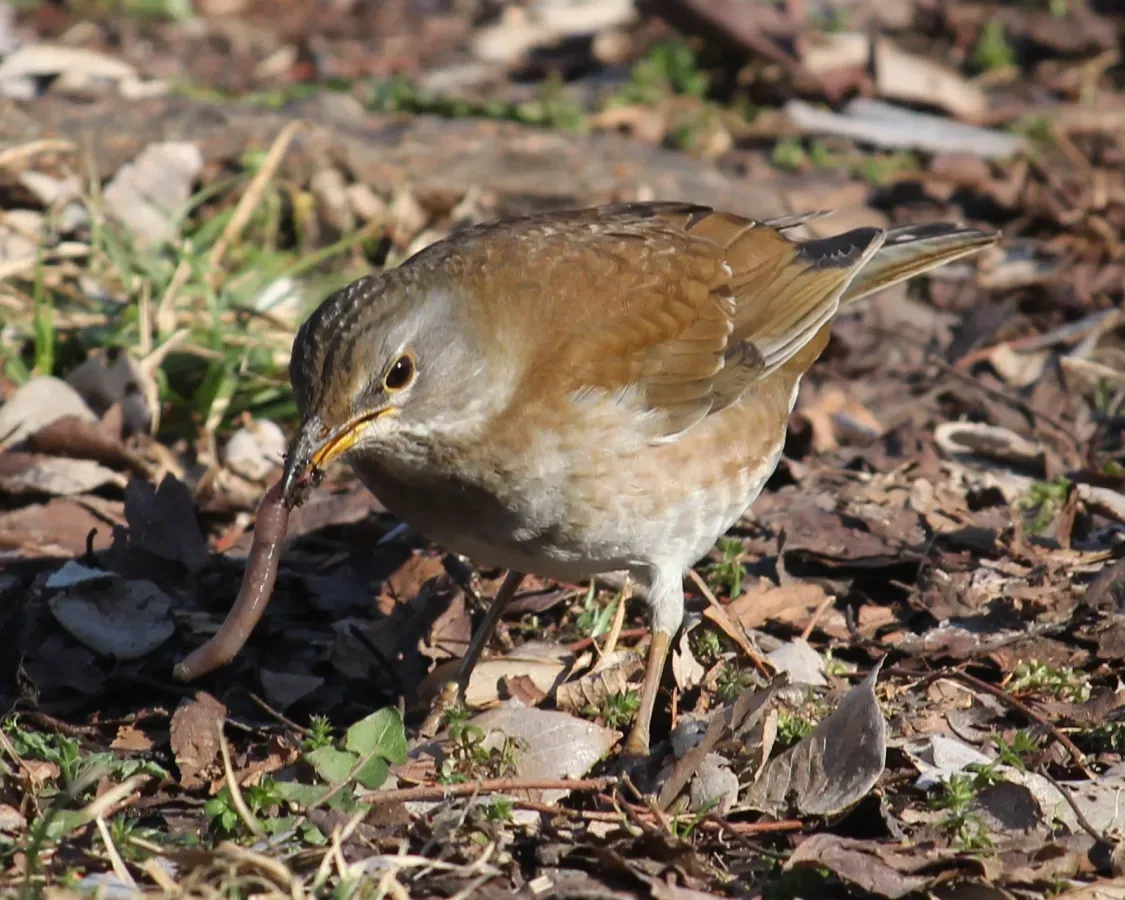 File:Turdus pallidus (eating Earthworm).jpg