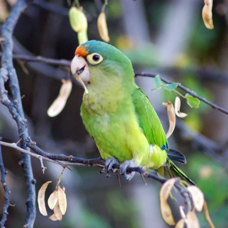 File:Eupsittula canicularis, Gulf of Papagayo, Costa Rica 1.jpg