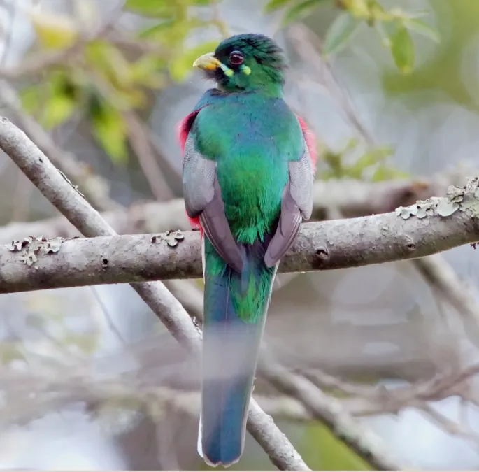 File:Narina Trogon (Apaloderma narina) (1), crop.jpg