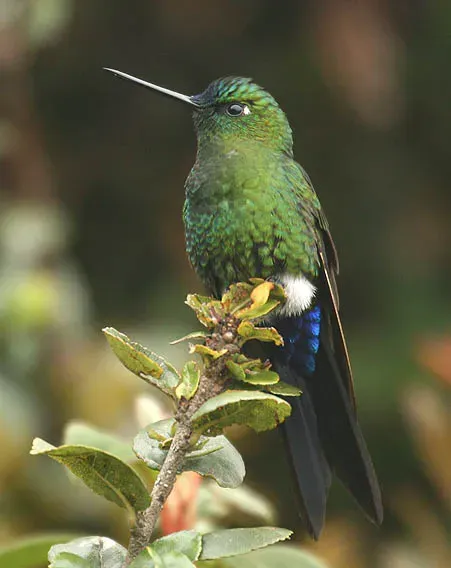 File:Sapphire-Vented Puffleg (Eriocnemis luciani).jpg