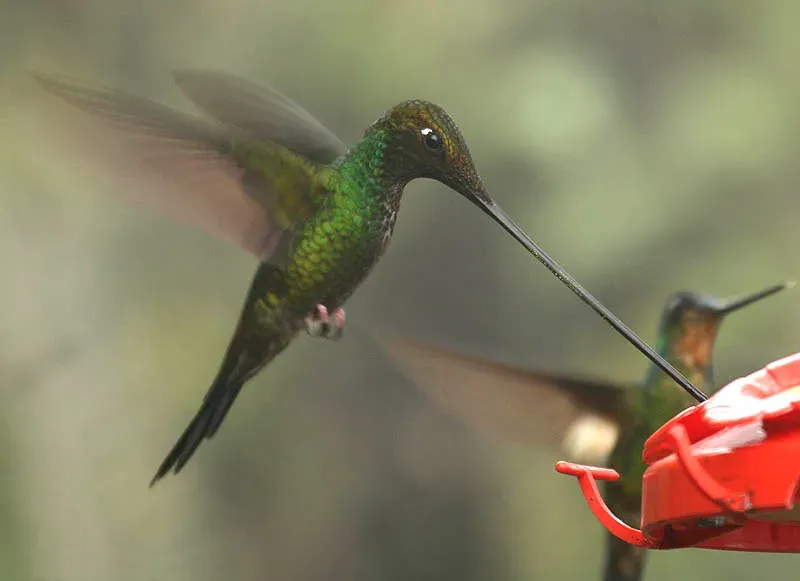 File:Sword-billed Hummingbird (Ensifera ensifera).jpg