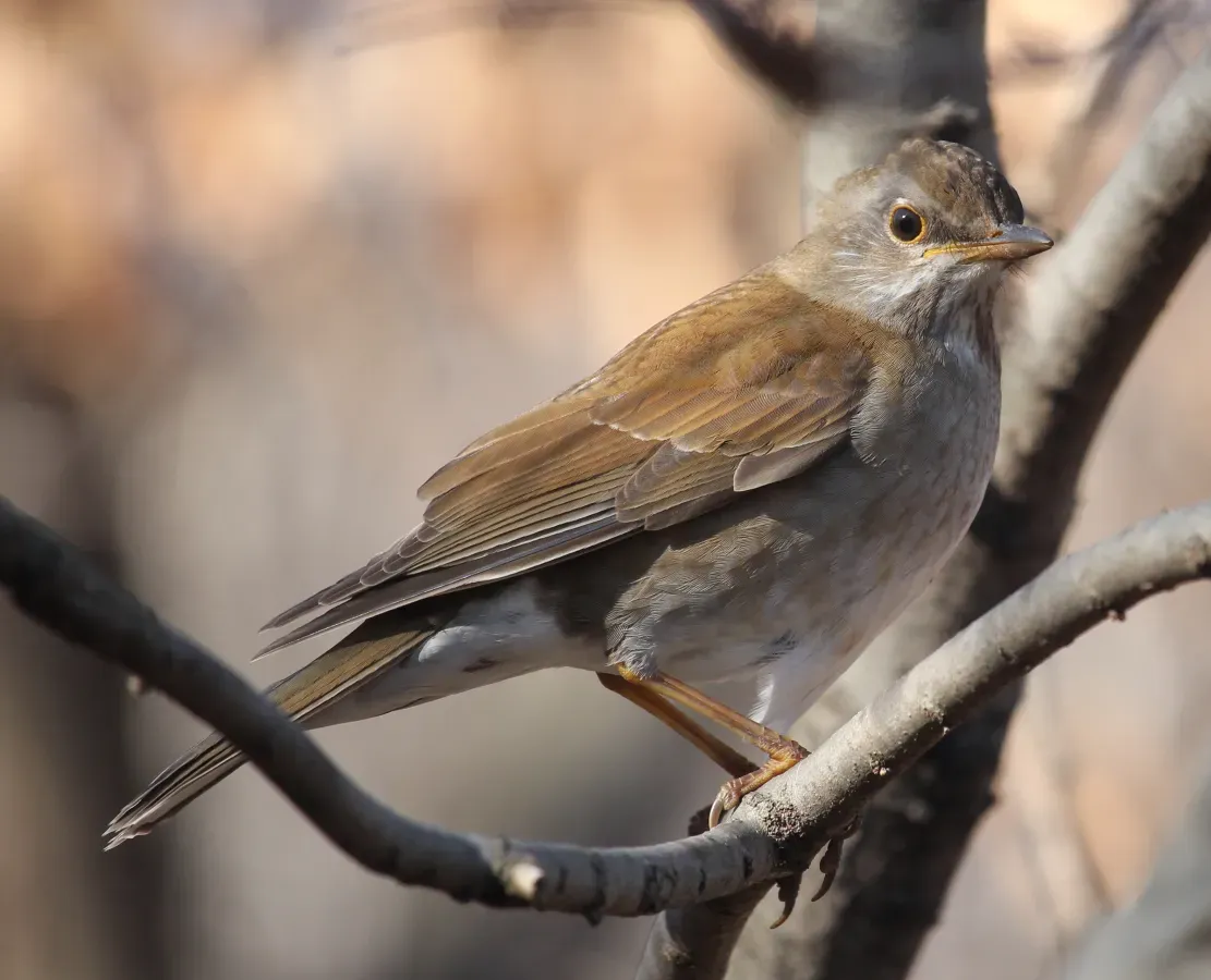 File:Turdus pallidus (on tree s2).jpg