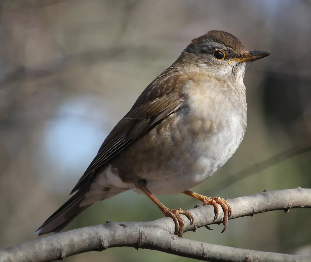 File:Turdus pallidus (on tree).jpg
