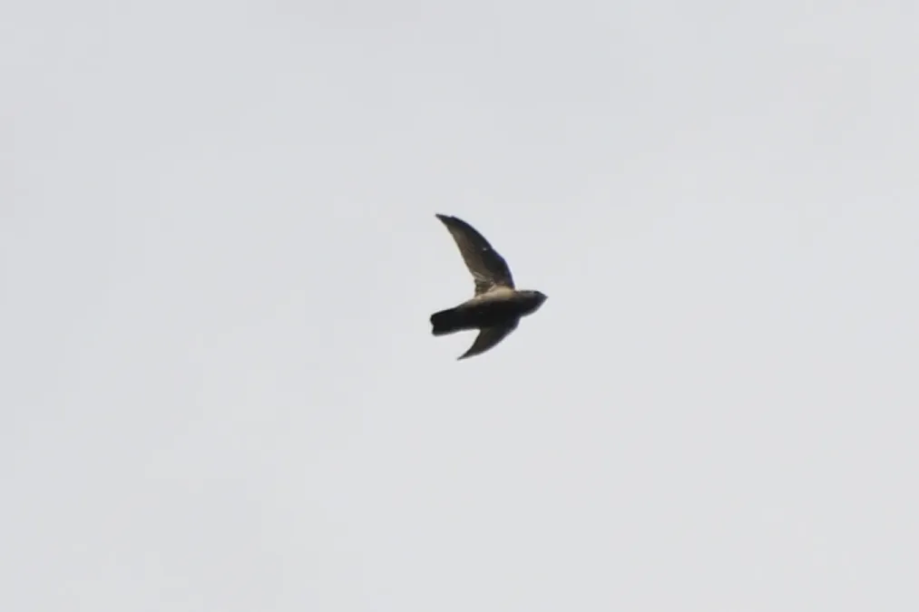 File:Chaetura martinica.jpg