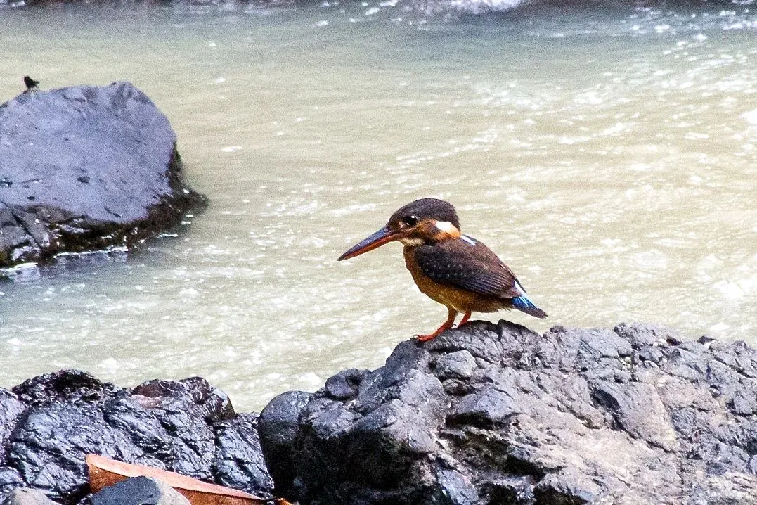 File:Alcedo peninsulae.jpg