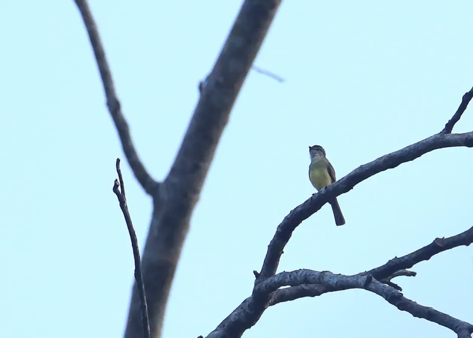 File:Phyllomyias griseiceps.jpg