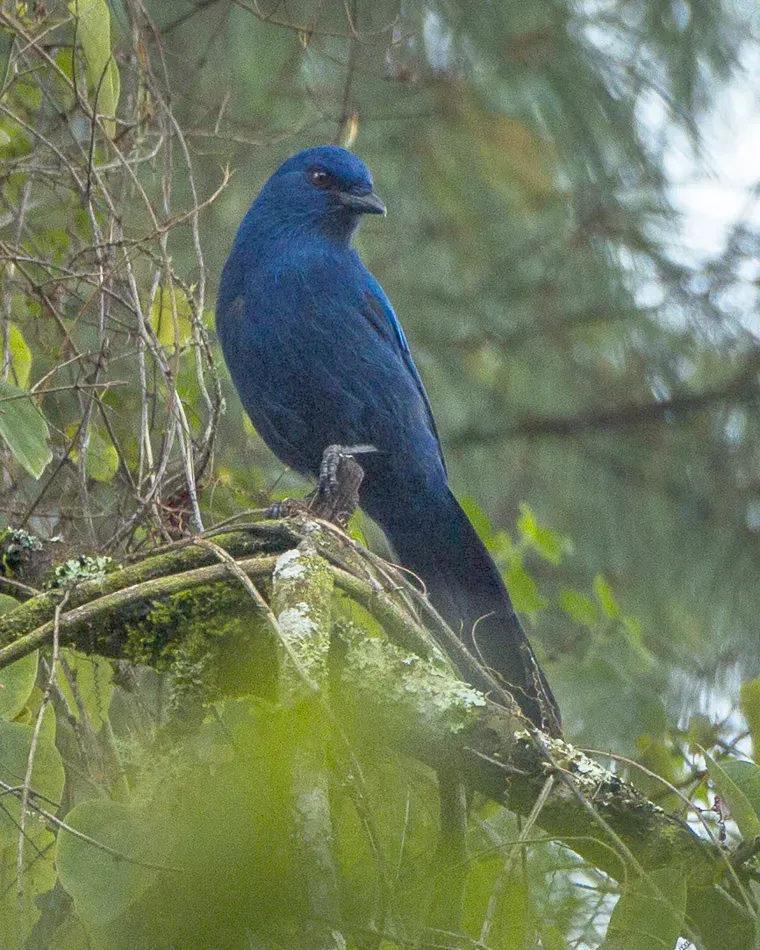 File:Aphelocoma unicolor.jpg