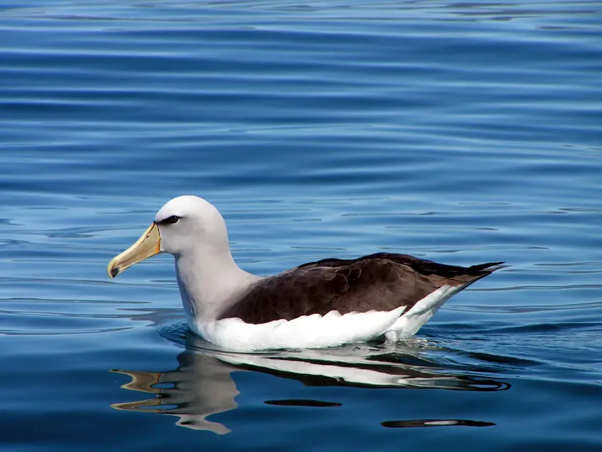 File:Thalassarche cauta salvini -New Zealand coast-8.jpg
