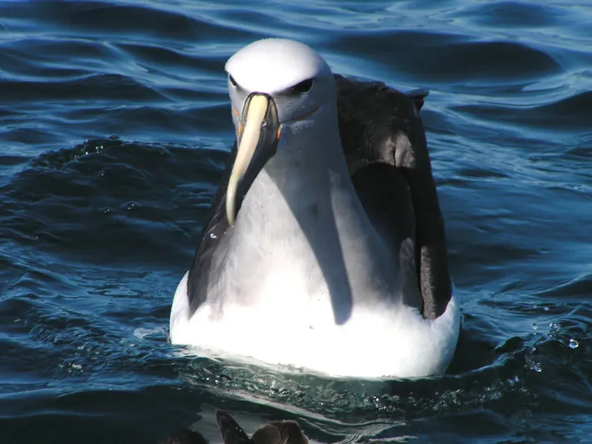 File:Thalassarche cauta salvini -New Zealand-8b.jpg