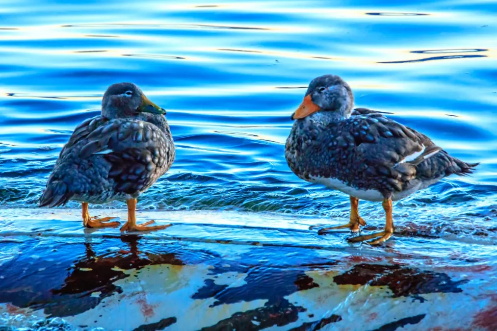 File:Last day in Ushuaia, Argentina.Flying Steamer-Ducks (Tachyeres patachonicus) in various artistic settings.Harbour silhouettes. (25921897721).jpg