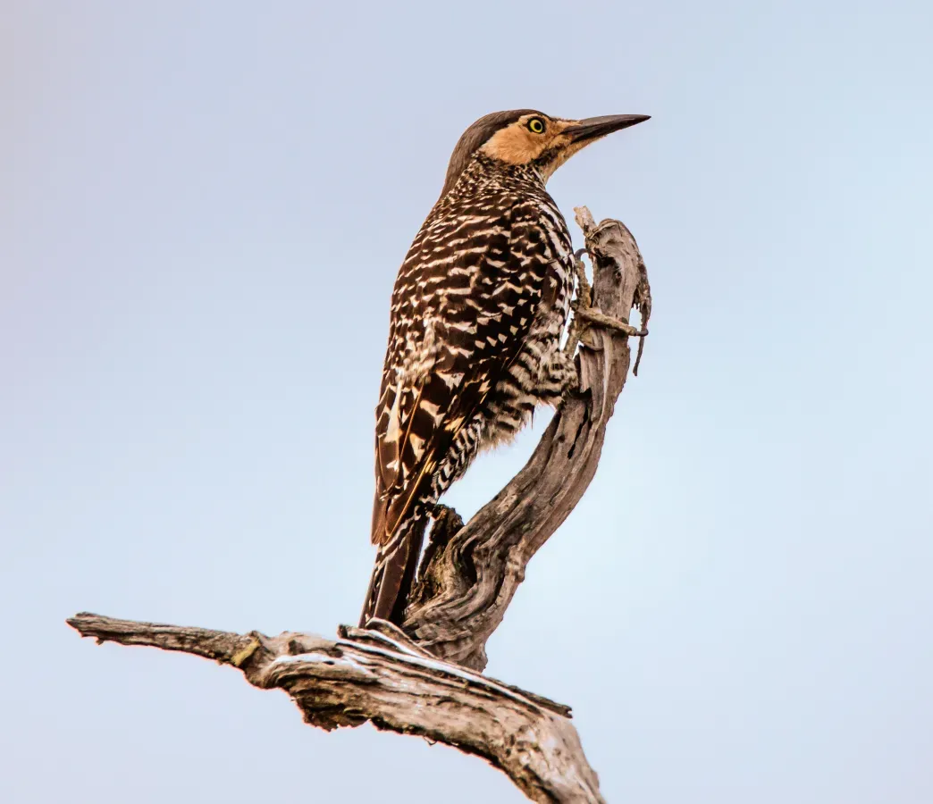 File:In & around Torres Del Paine Nat'l Park - Chilean Flicker (Colaptes pitius) - (24558996873).jpg