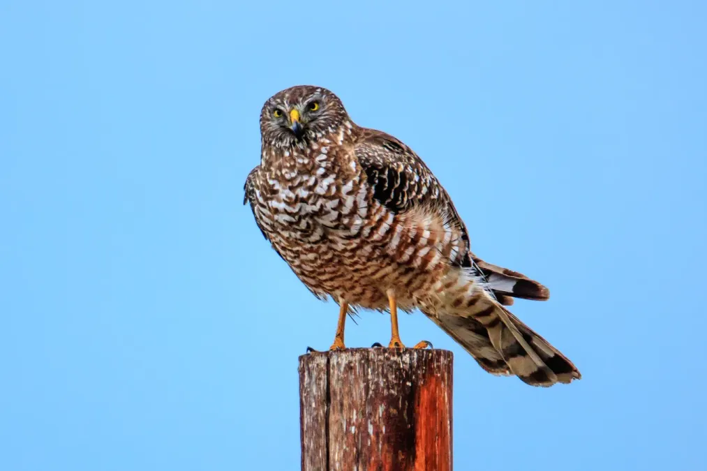 File:Wildlife in and around Reserva Laguna Nimez in El Calafate, Argentina - Cinereous Harrier (Circus cinereus) - (24891269970).jpg