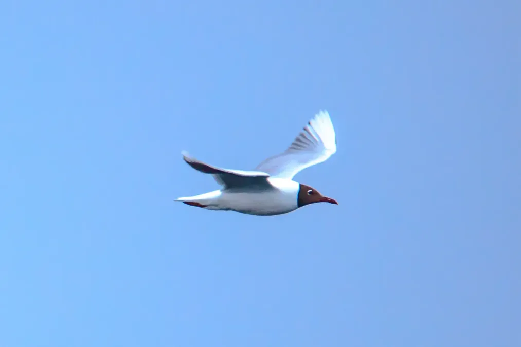 File:Day trip from Puerto Varas to Isla Grande de Chiloe - Brown-Hooded Gull (Chroicocephalus maculipennis) - (24557965703).jpg