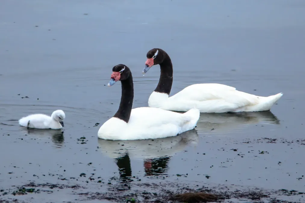 File:Black-necked Swans (Cygnus melancoryphus), near Chacao, Chile (25184819835).jpg