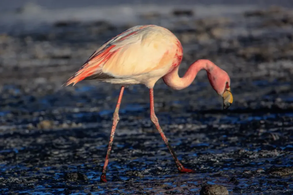 File:On and around Bolivias' Salar de Uyuni - Puna Flamingoes (Phoenicoparrus jamesi) (I think?) - (24212151123).jpg