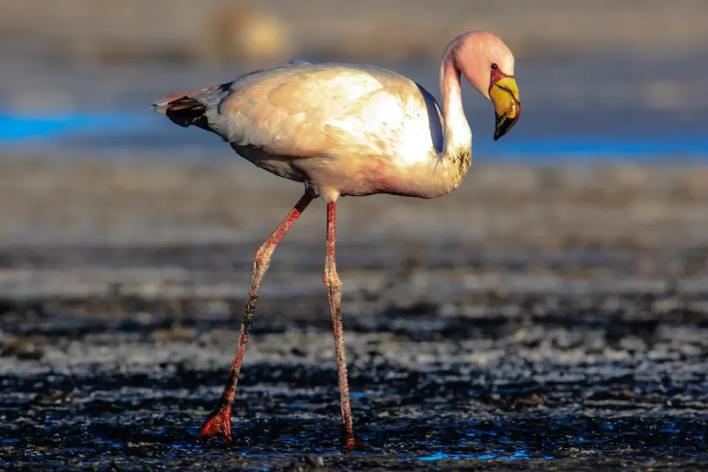 File:On and around Bolivias' Salar de Uyuni - Puna Flamingoes (Phoenicoparrus jamesi) (I think?) - (24721221922).jpg