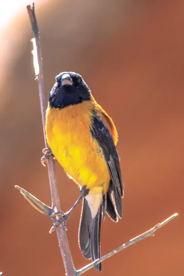 File:On and around Bolivias' Salar de Uyuni - a short drive to, & atop the Isla Incahuasi, an island in the middle of vast whiteness - Black-Hooded Sierra-Finch (Phrygilus atriceps) - (24211375954).jpg