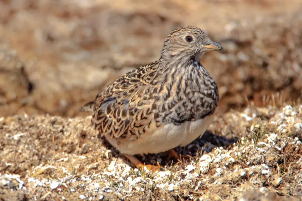 File:On and around Bolivias' Salar de Uyuni - at Laguna Canapa - Gray-Breasted Seedsnipe (Thinocorus orbignyianus) - (24472046529).jpg