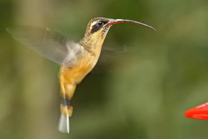 File:Tawny-bellied Hermit (Phaethornis syrmatophorus).jpg