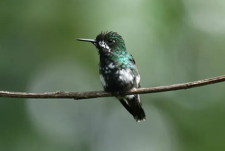 File:Green Thorntail (Discosura conversii).jpg