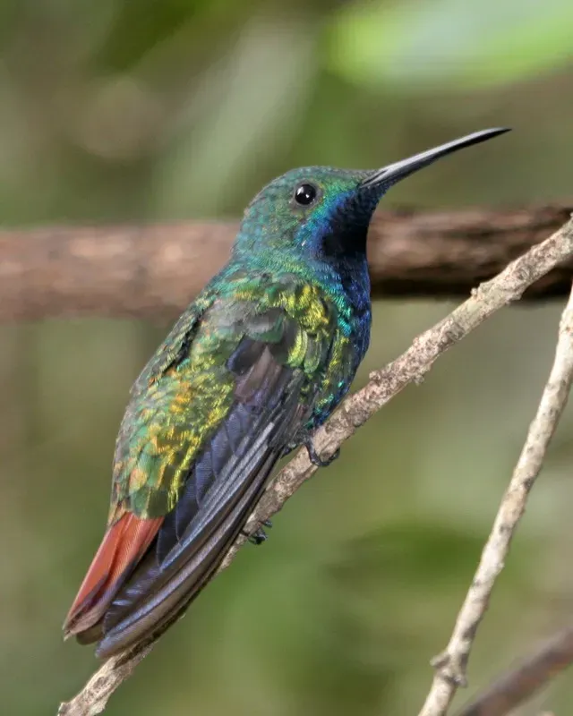 File:Black-throated Mango (Anthracothorax nigricollis).jpg
