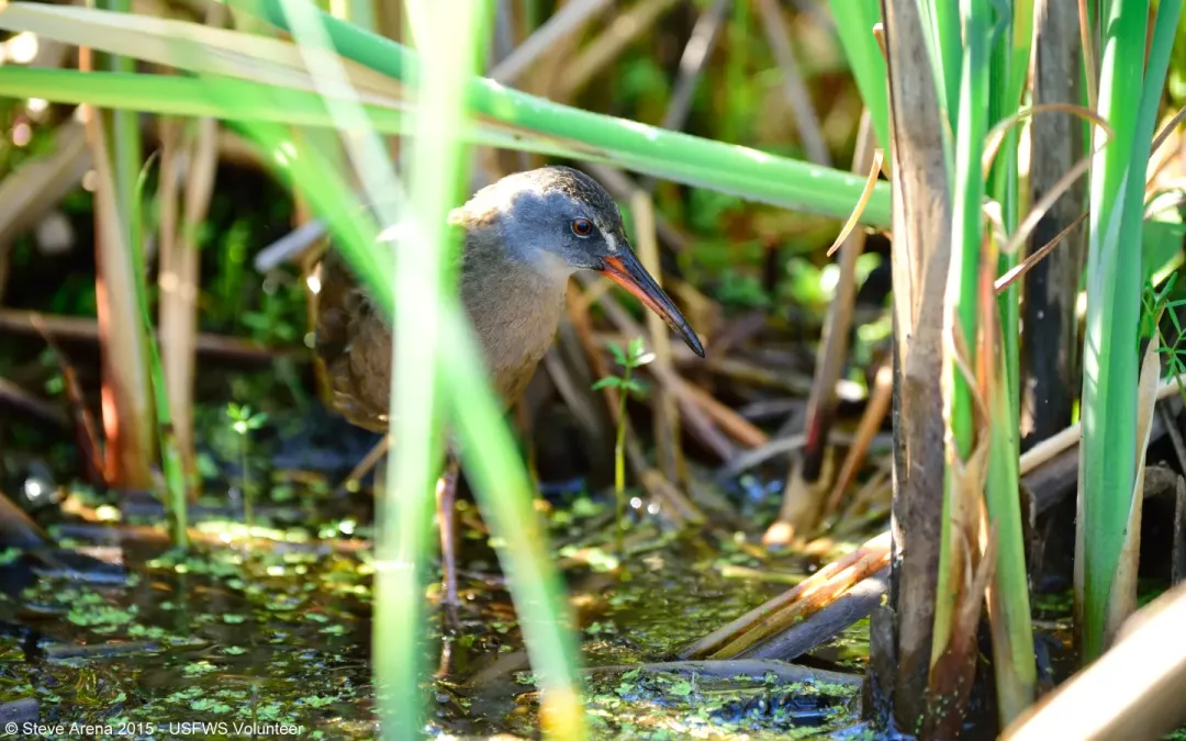 File:Virginia Rail (Rallus limicola) (18201180658).jpg