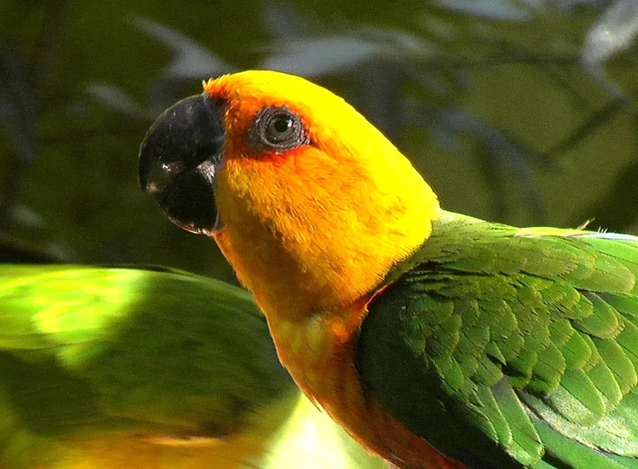 File:Aratinga jandaya -Iguacu Bird Park-6.jpg