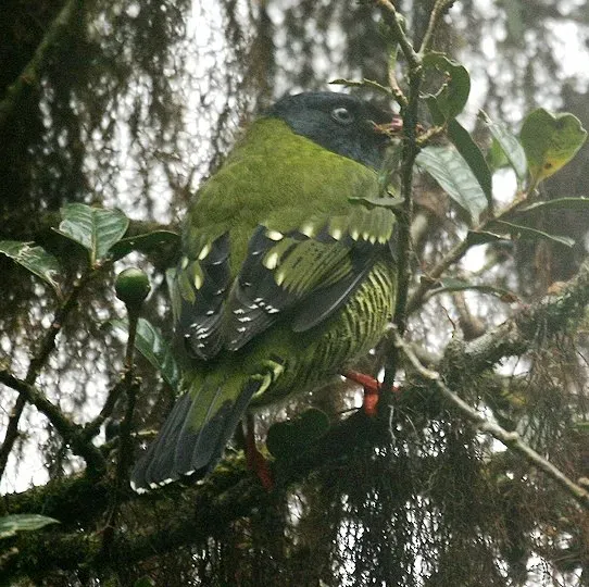 File:Pipreola arcuata (male) -NW Ecuador-4.jpg