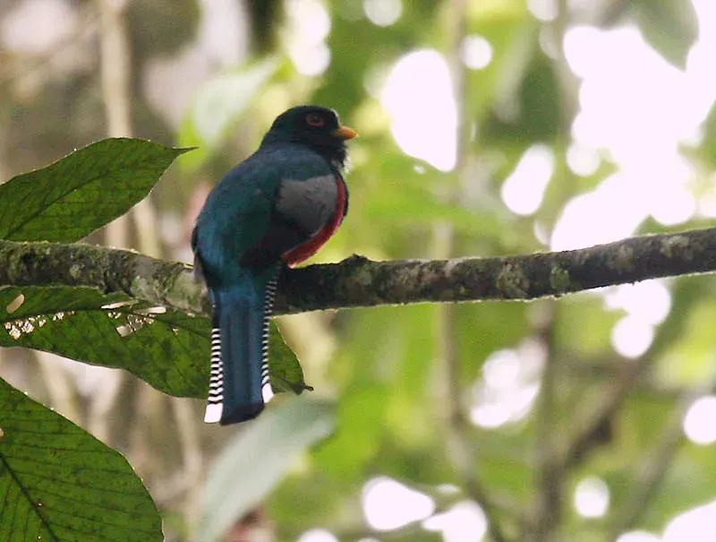 File:Trogon collaris (male) -NW Ecuador-4.jpg