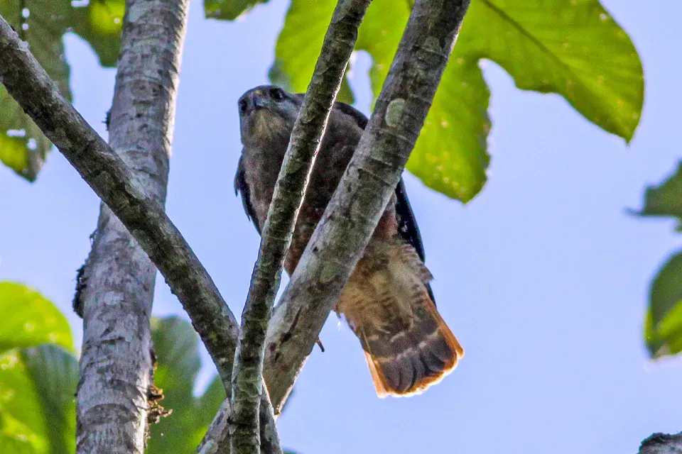 File:Ridgeway's Hawk (Buteo ridgwayi) (8082825703).jpg
