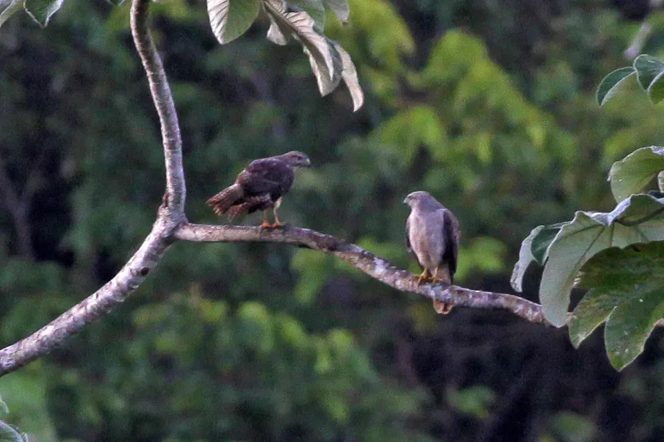 File:Ridgeway's Hawk (Buteo ridgwayi) (8082838593).jpg