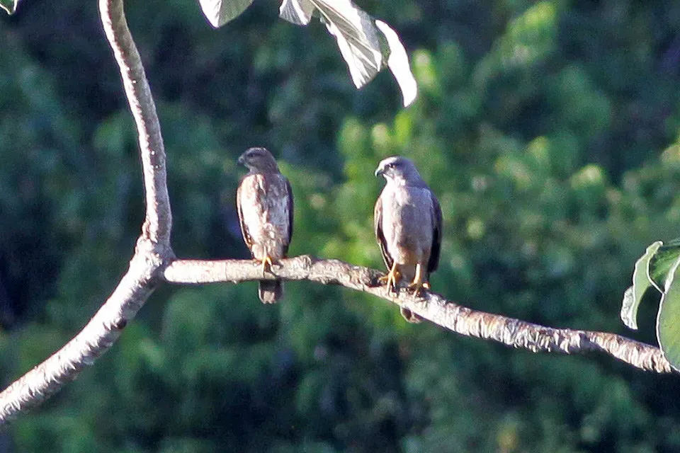 File:Ridgeway's Hawk (Buteo ridgwayi) (8082839605).jpg