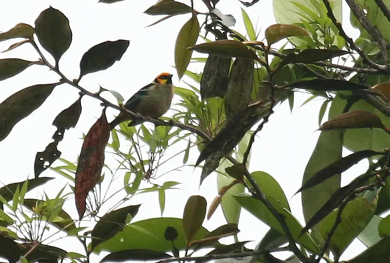 File:Tangara parzudakii -NW Ecuador-6.jpg