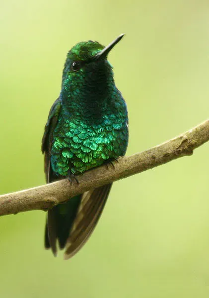 File:Chlorostilbon melanorhynchus (male) -NW Eduador-8.jpg