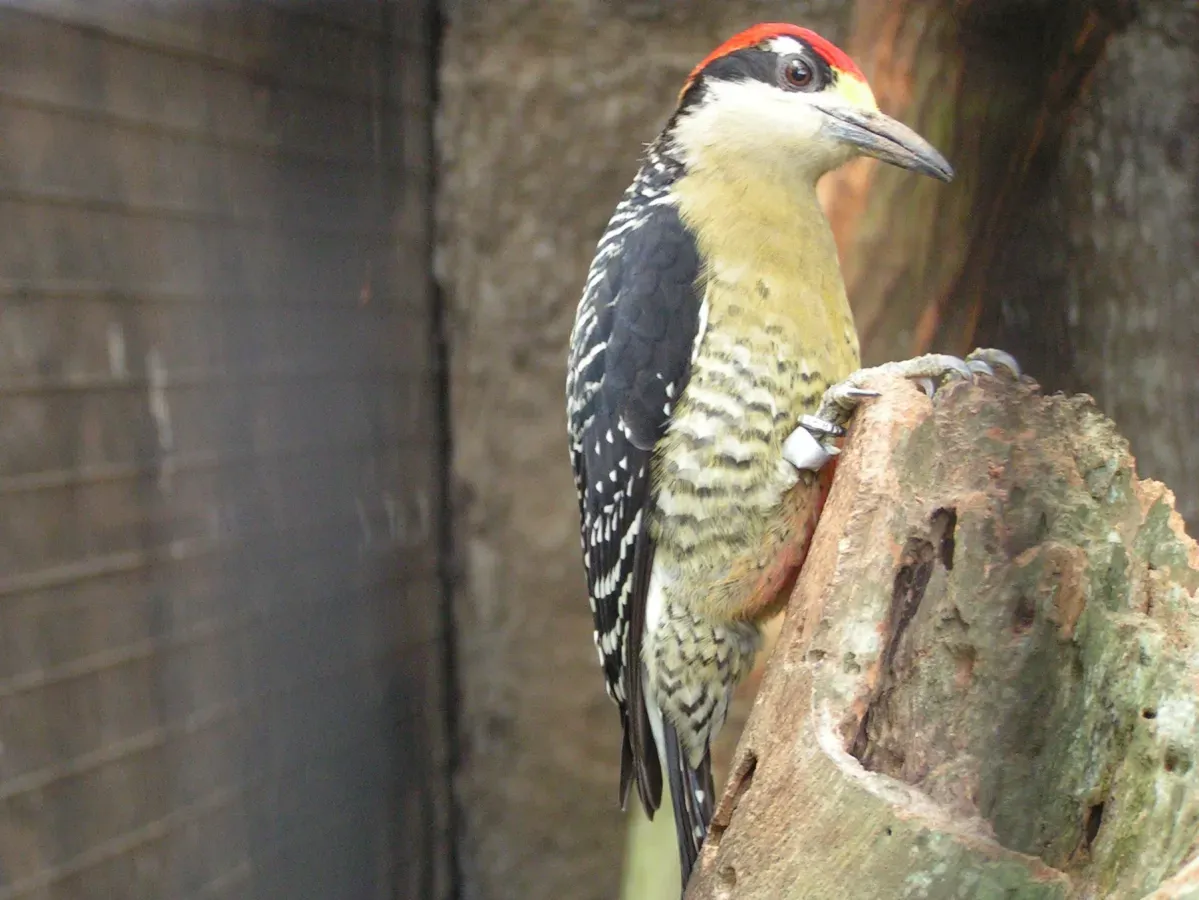 File:Melanerpes pucherani (Black-cheeked Woodpecker) - Captive.jpg