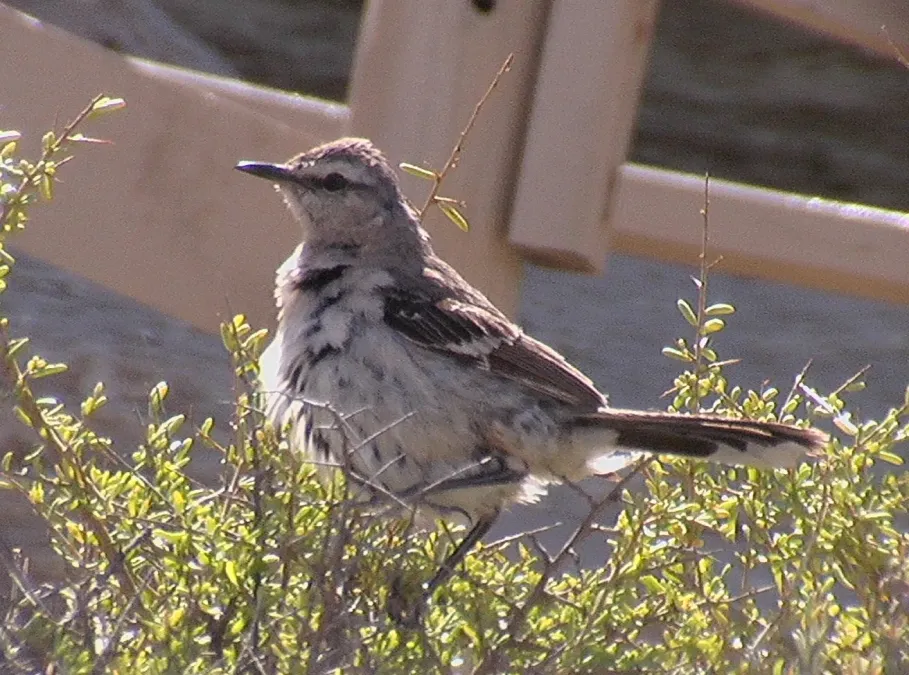 File:Mimus patagonicus (Patagonian Mockingbird), Valdez Peninsula.jpg