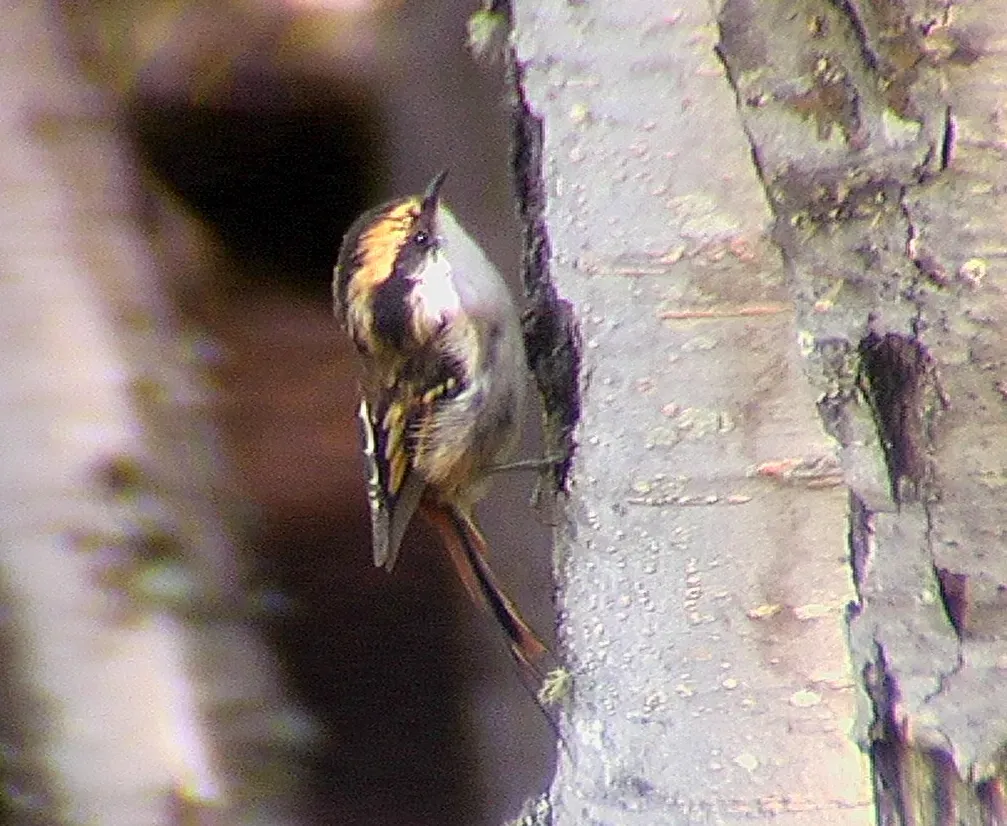 File:Aphrastura spinicauda (Thorn-tailed Rayodito).jpg