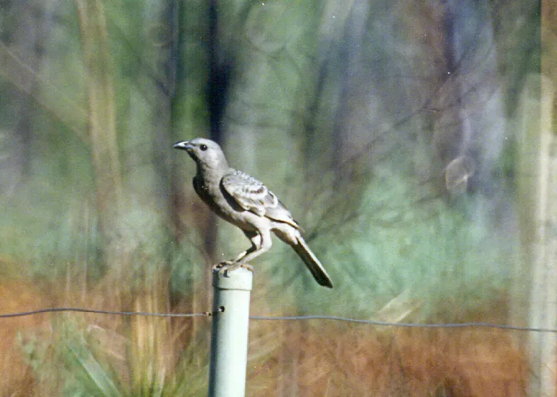 File:Chlamydera nuchalis (Great Bowerbird).jpg