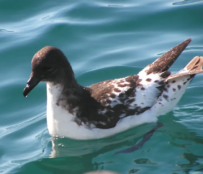 File:Daption capense (Cape Petrel), Kaikoura, New Zealand.jpg