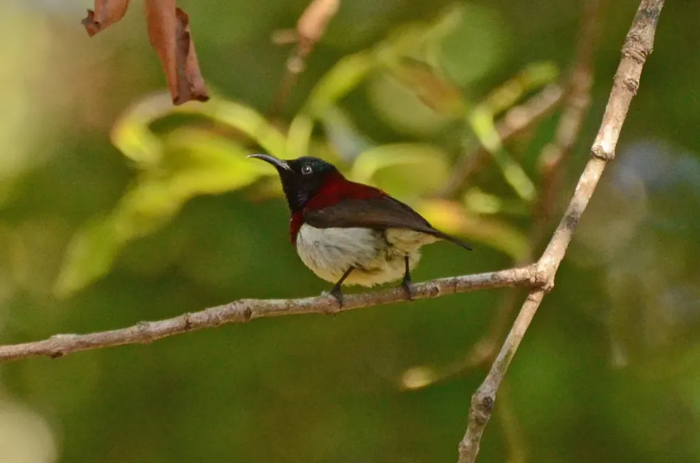 File:Crimson-backed sunbird male (Leptocoma minima) from nilgiris DSC 1675.jpg