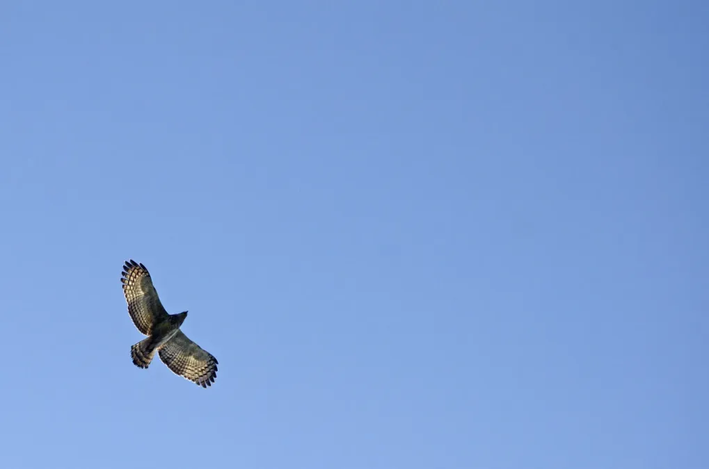 File:Jerdon's baza (Aviceda jerdoni) from pakke tiger reserve JEG3750.jpg